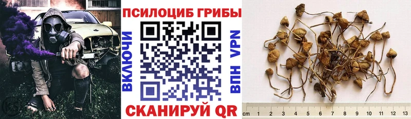 Псилоцибиновые грибы Psilocybe  кракен tor  Уссурийск  купить закладку 